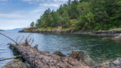 River coast trees 4k wallpaper