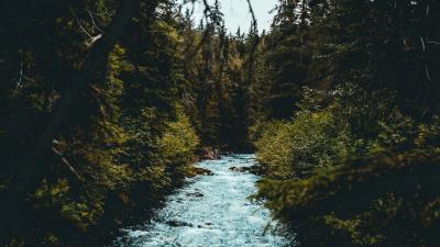 River flow branches 4k wallpaper