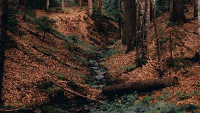 River forest branches 4k wallpaper