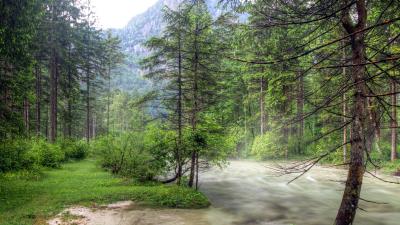 River forest nature picture 4k wallpaper