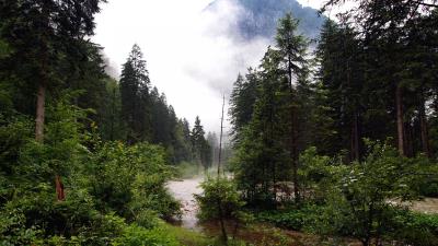 River forest nature 4k wallpaper