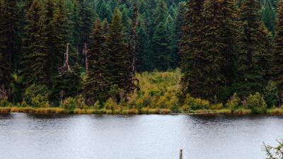 River forest trees 4k wallpaper