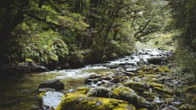 River forest water 4k wallpaper