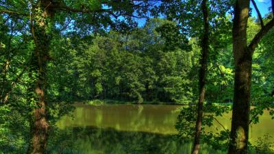 River germany trees natur 4k wallpaper