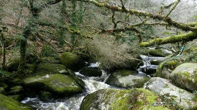 River rocks flowing forest natur 4k wallpaper