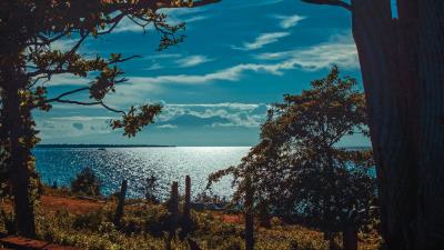 River shore trees sunlight 4k wallpaper