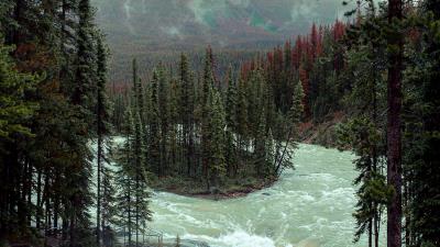 River spruce stream 4k wallpaper