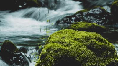River stone moss 4k wallpaper
