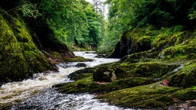 River stream forest 4k wallpaper