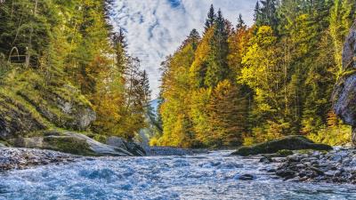 River stream trees autumn 4k wallpaper
