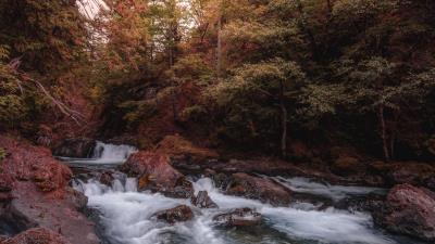 River stream trees image 4k wallpaper