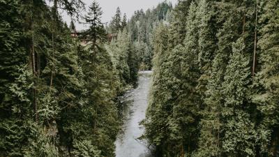 River stream trees 4k wallpaper