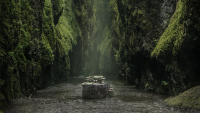 River stump mushrooms 4k wallpaper