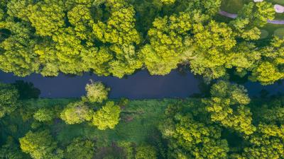 River trees aerial view 4k wallpaper