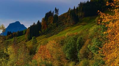 River trees autumn g 4k wallpaper