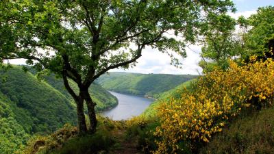 River trees flowering shrubs landscape 4k wallpaper