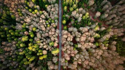 Road aerial view forest 4k wallpaper