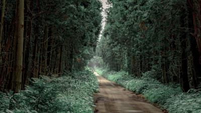 Road alley trees g 4k wallpaper