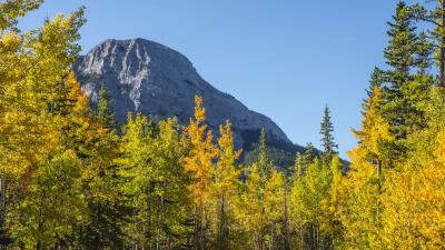 Road autumn trees gg 4k wallpaper
