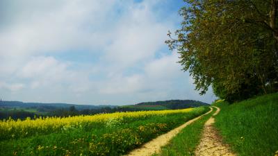 Road country summer flowers yellow day glade 4k wallpaper