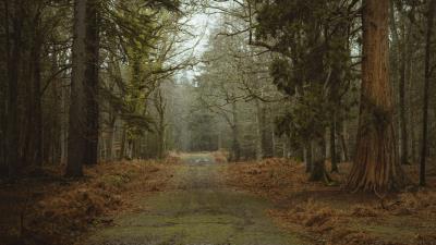 Road dirt trees 4k wallpaper