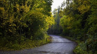 Road foliage trees 4k wallpaper