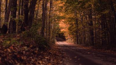 Road forest autumn 4k wallpaper
