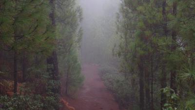 Road forest fog image 4k wallpaper