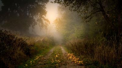 Road forest fog 4k wallpaper