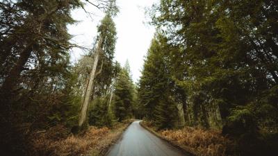 Road forest park 4k wallpaper