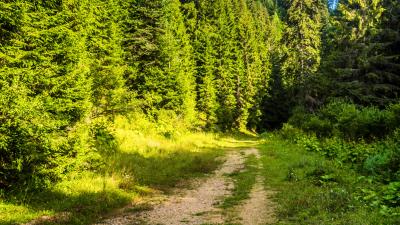 Road forest path 4k wallpaper