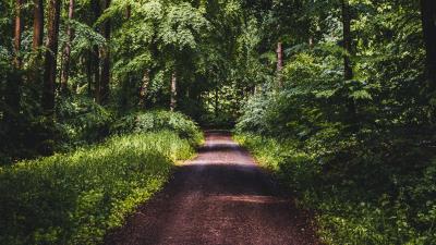 Road forest trees g 4k wallpaper