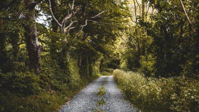 Road forest trees gh 4k wallpaper