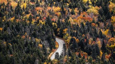 Road forest trees h 4k wallpaper