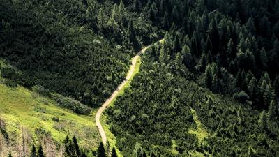 Road forest trees image 4k wallpaper