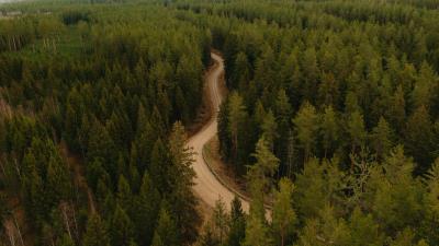 Road forest winding 4k wallpaper