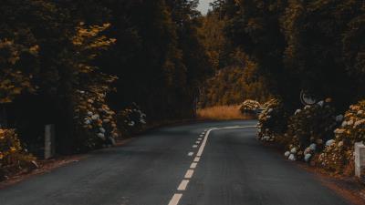 Road marking bushes 4k wallpaper