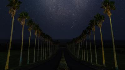 Road palm trees night 4k wallpaper