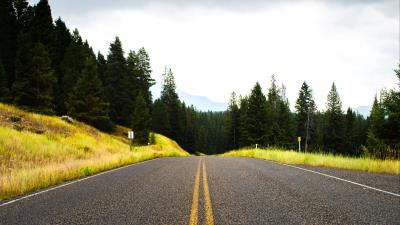 Road spruce marking 4k wallpaper