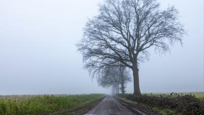 Road tree horizon 4k wallpaper
