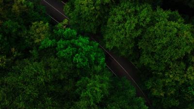 Road trees aerial view 4k wallpaper