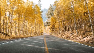 Road trees autumn 4k wallpaper