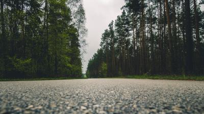 Road trees close up 4k wallpaper