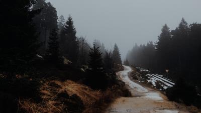 Road trees fog h 4k wallpaper