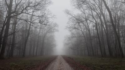 Road trees fog image 4k wallpaper