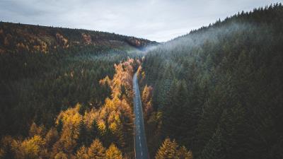 Road trees forest image 4k wallpaper
