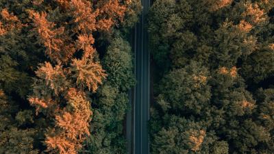 Road trees forest 4k wallpaper
