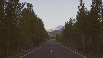 Road trees marking 4k wallpaper