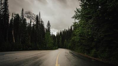 Road trees nature 4k wallpaper