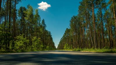 Road trees summer 4k wallpaper